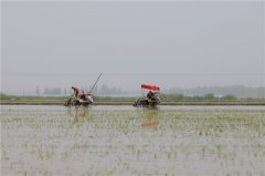 一水两用，“稻”处是“虾”